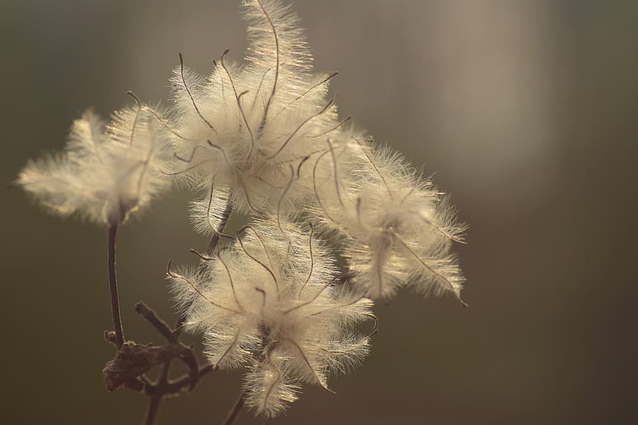 plant photo, back light, seeds, tender, background, fibers HD wallpaper