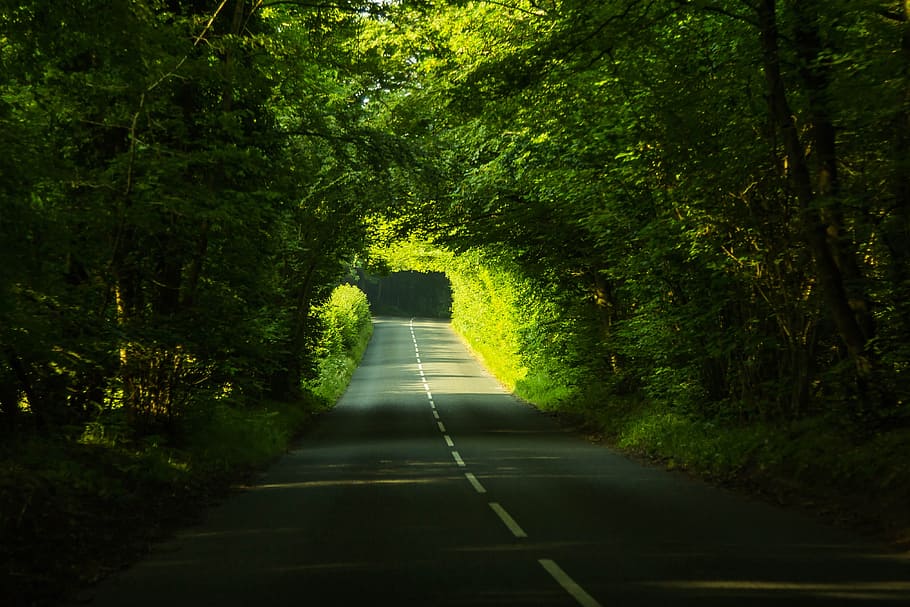 empty concrete road in between trees, path, forest, dorset HD wallpaper