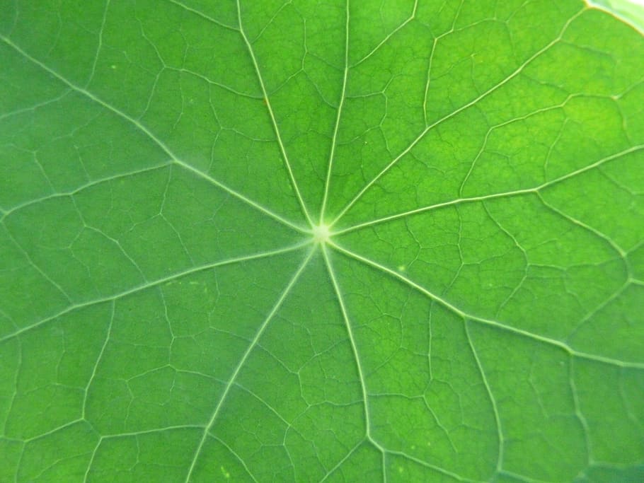 Leaf, Macro, Close, Nasturtium, tropaeolum majus, carbine greenhouse HD wallpaper