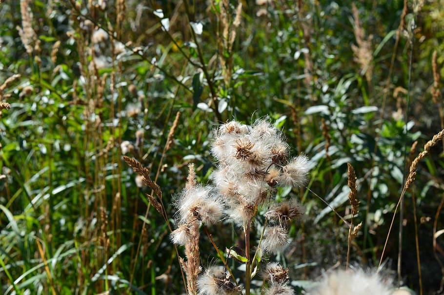 furry, seeds, plants, flowers, white, macro, flowers of the field HD wallpaper