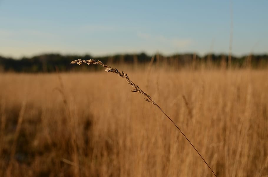 Heide, Winter, Branch, Cold, Landscape, nature, field, grass HD wallpaper
