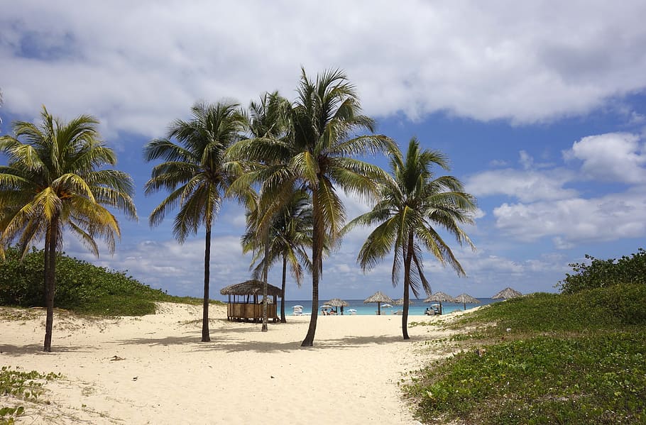 coconut trees, beach, sea, dream, palm trees, sand, caribbean HD wallpaper