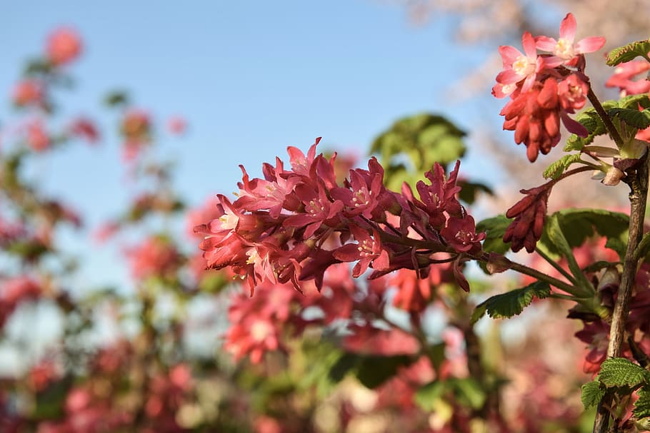 Spring, Flowers, Currant, Garden, red currant, nature, pink Color HD wallpaper