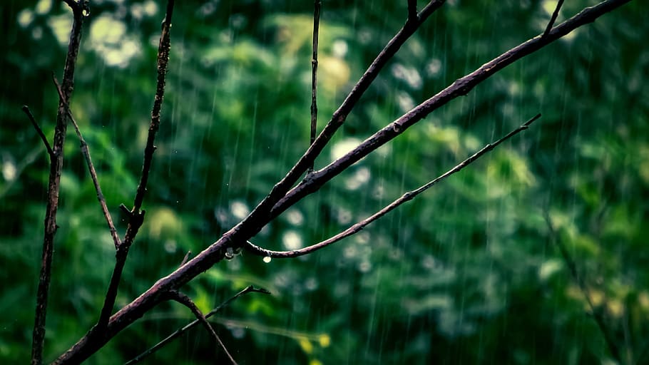 Selective Focus Photo Of Tree Branch, environment, green, growth HD wallpaper