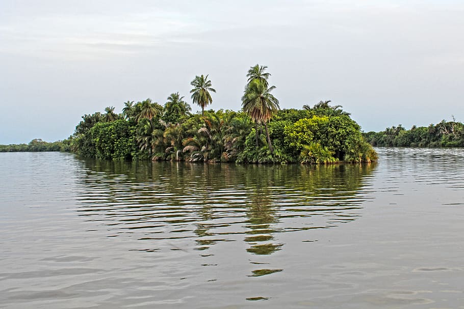 palm trees, island, tropical, africa, nature, tropical island, HD wallpaper