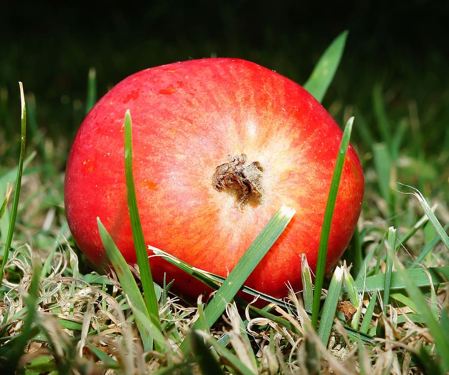 Red Round Fruit on Green Grass, blur, close-up, focus, macro HD wallpaper