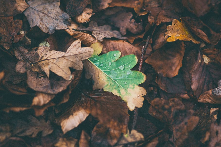 dried leaves on ground, dried leaves, green, brown, leaf, stick HD wallpaper