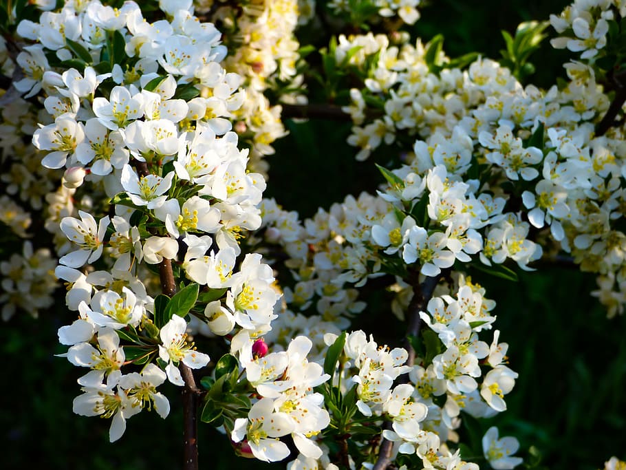 flower, wood, spring, bloom, flowering tree, nature, flowers HD wallpaper