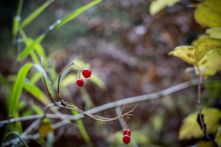 berries, autumn, branch, tree, leaves, red, nature, forest, HD wallpaper