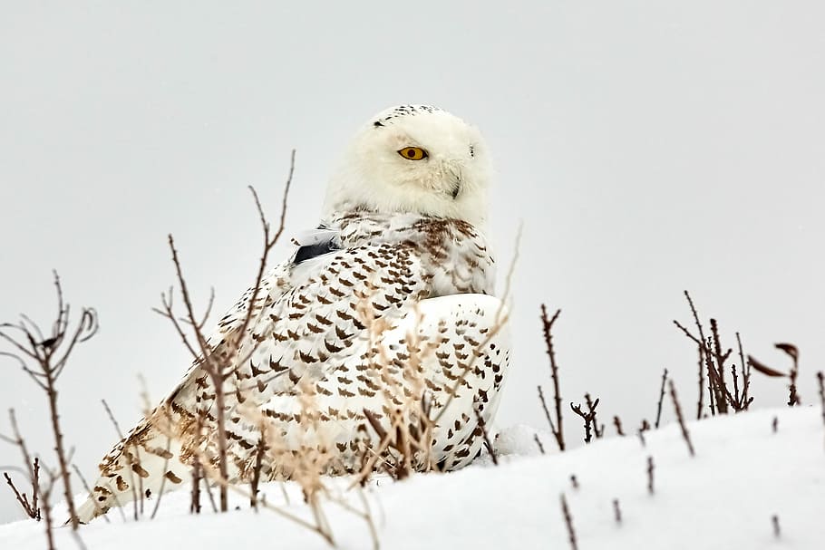 white and brown owl standing on snow, white and black owl sitting on snow covered ground with brown grass HD wallpaper