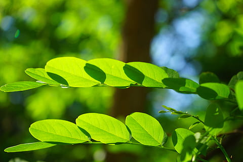 common maple, leaf, green, robinia, leaf veins, filigree, leaf structures HD wallpaper