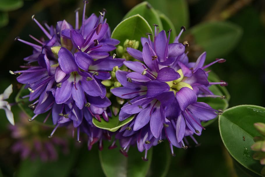 flower, summer, nature, flowering plant, purple, freshness HD wallpaper