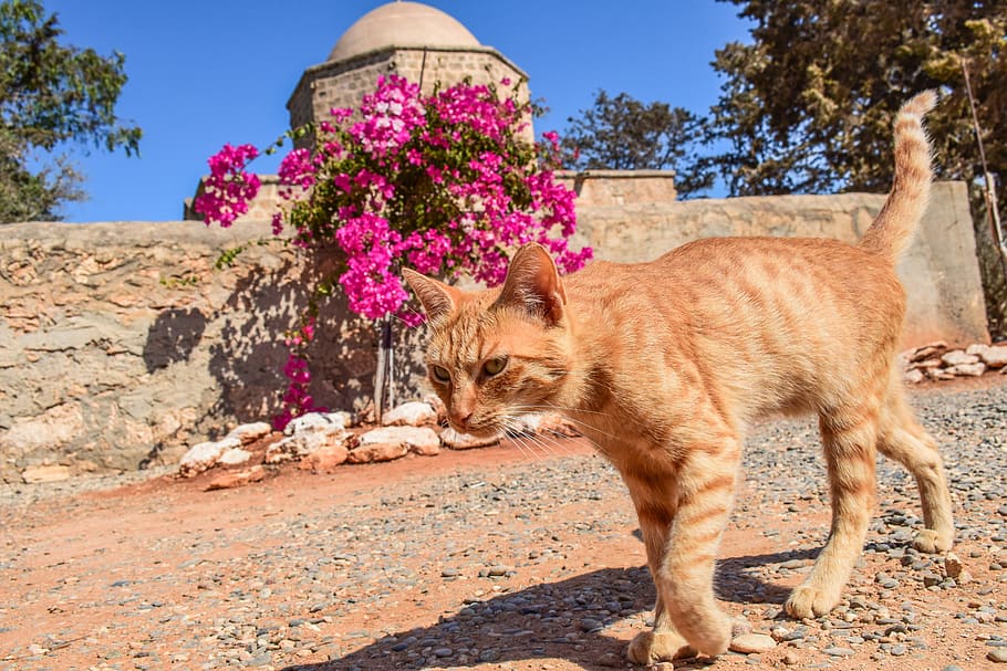 cat, stray, red, striped, tabby, animal, kitty, walking, outdoor HD wallpaper