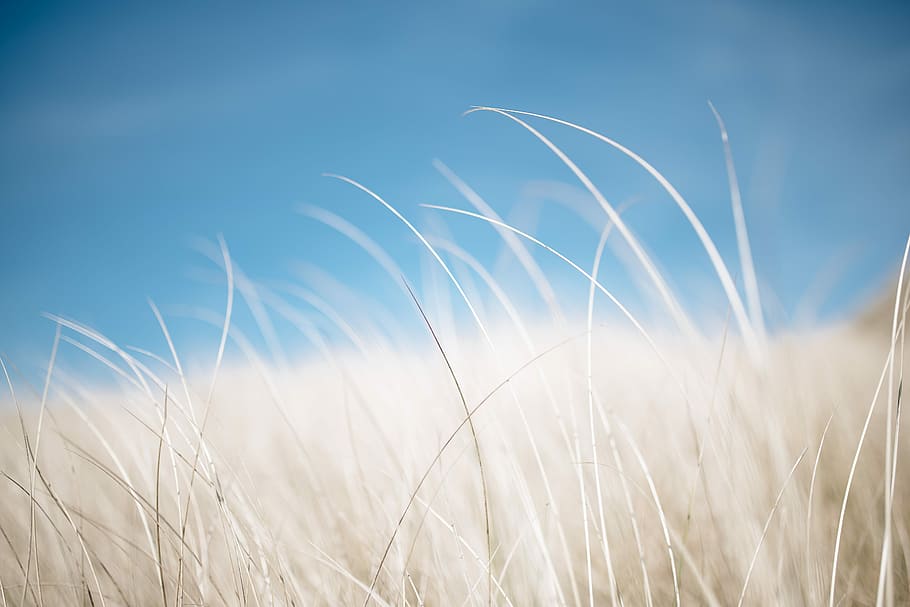 white fur close-up photography, brown grass field, sky, nature, HD wallpaper