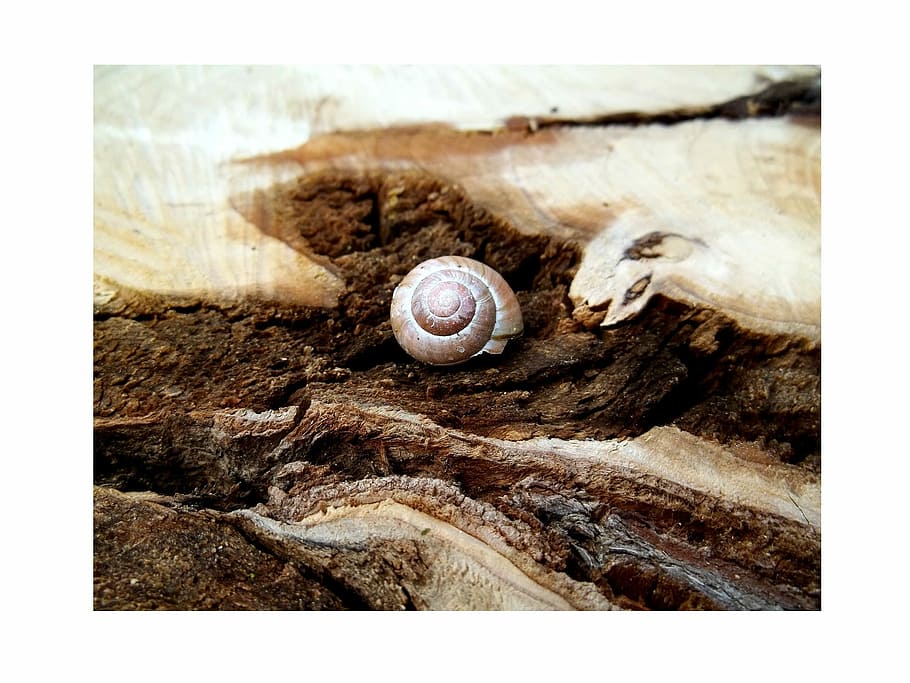 gray shell on brown wooden slab, Tree, Brown, Root, Forest HD wallpaper