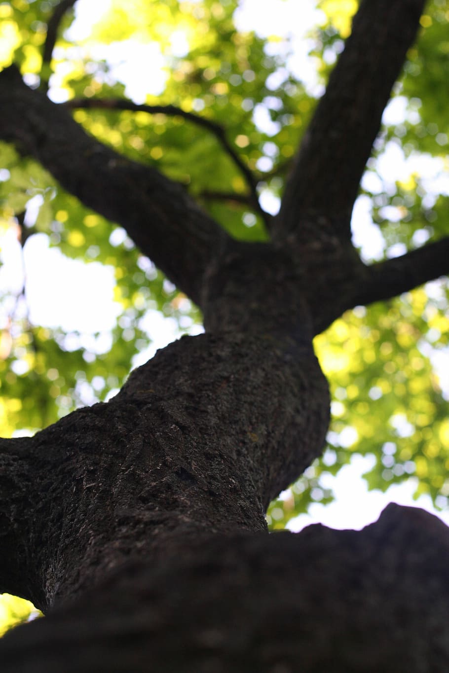 Tree, Branch, Foliage, Leaf, Nature, a branch, the sky, green HD wallpaper