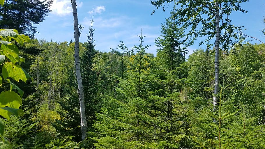 Forest, Quebec, Landscape, Mont, tremblant, nature, tree, canada, HD wallpaper