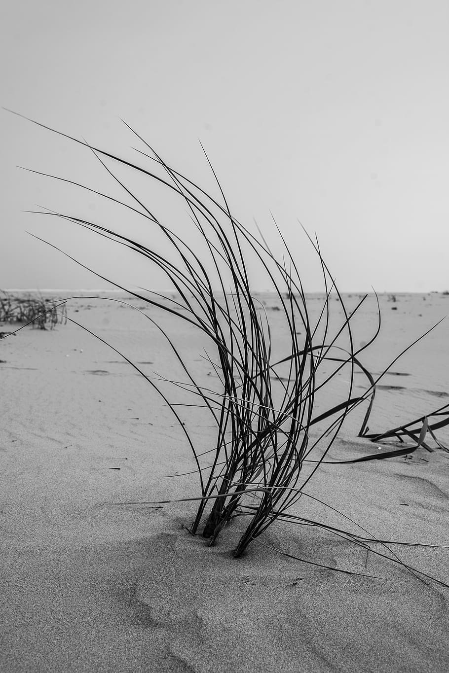 Grass, Beach, North Sea, sand Dune, winter, nature, snow, outdoors HD wallpaper