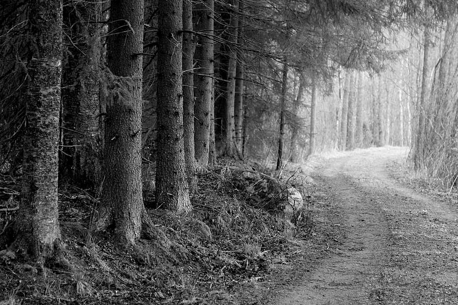 Road Through The Woods, Forest Road, b w photo, tree, tree trunk, HD wallpaper