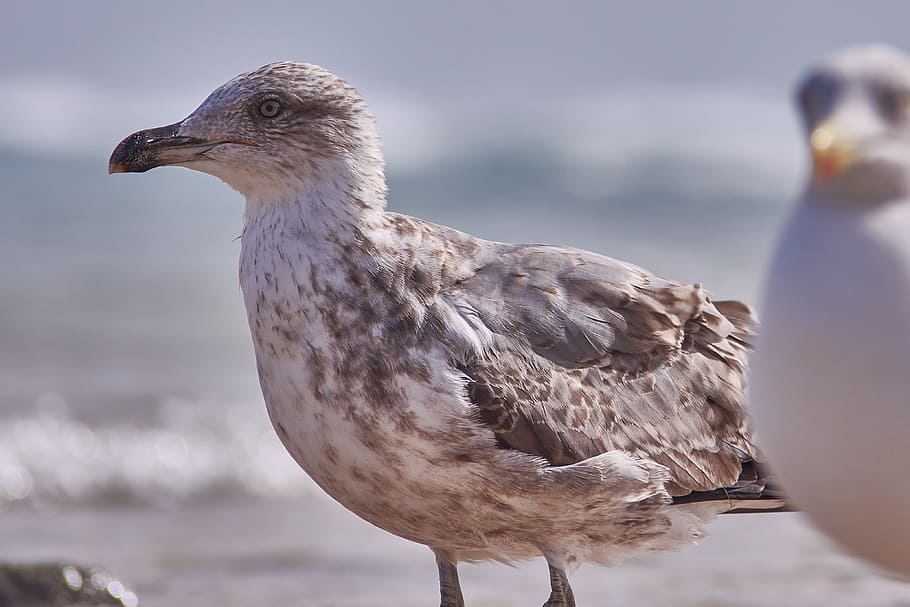 seagull, beach, human, nature, bird, waters, wing, animal wildlife HD wallpaper