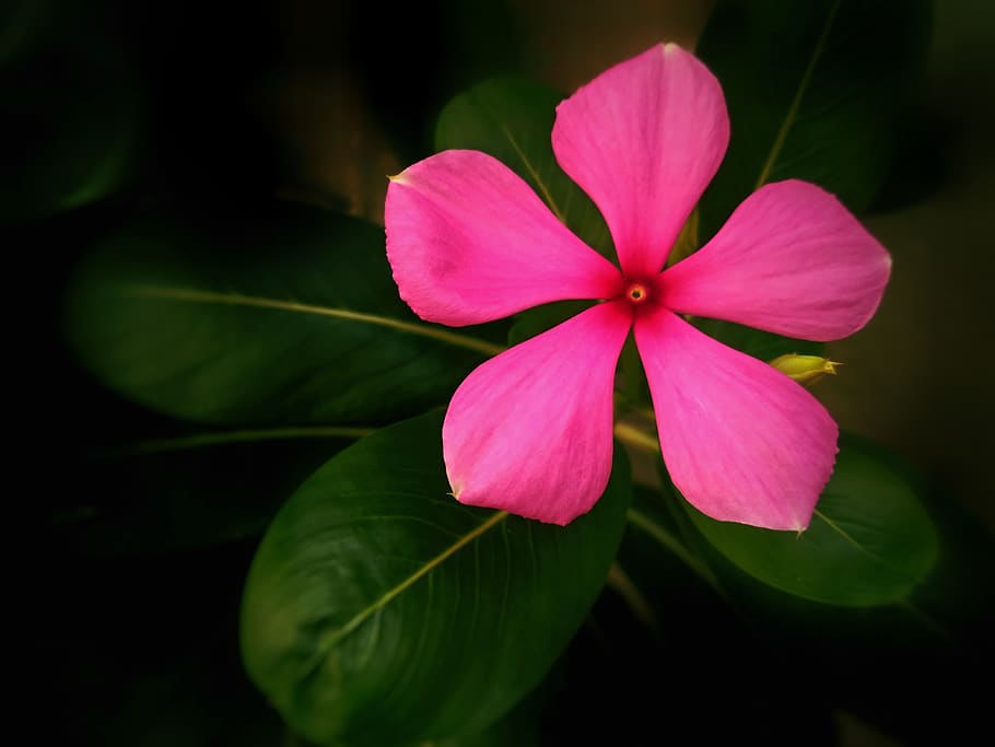 flower, pink flower, madagascar periwinkle, plant, flora, flowering plant
