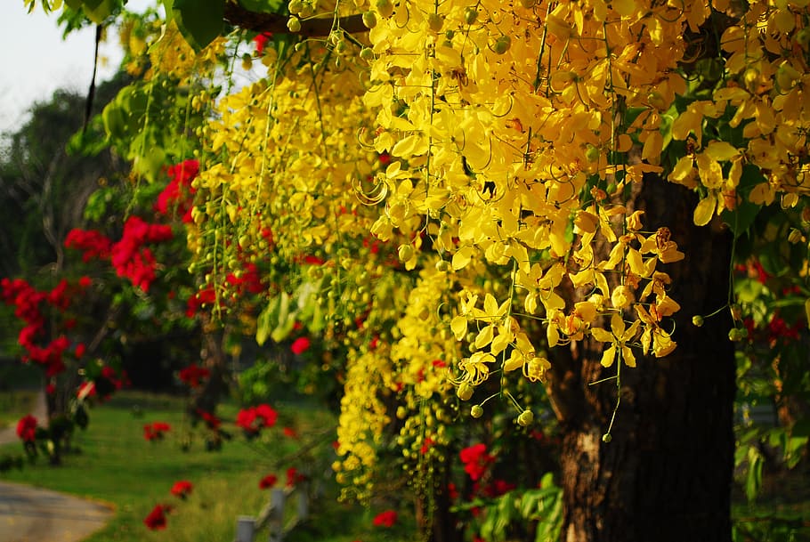 Cassia Fistula, Golden Shower Tree, thai flower, thailand, nature, HD wallpaper