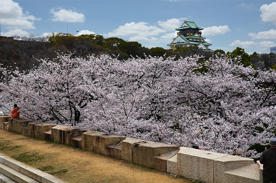 pink cherry blossom, osaka, osaka castle, landmark, japanese