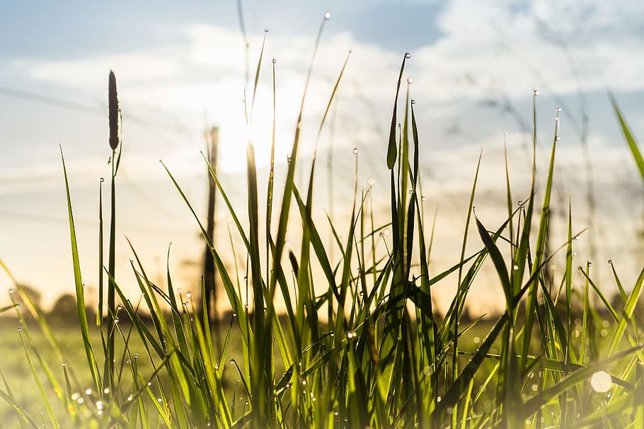 dew, dewdrop, grasses, morgentau, drip, drop of water, nature HD wallpaper