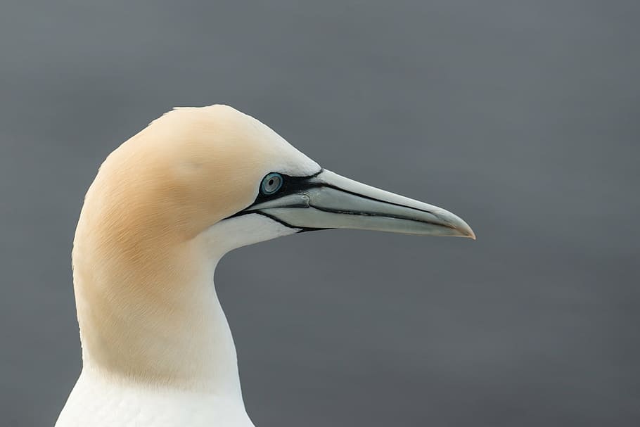 northern gannet, morus bassanus, helgoland, bird, nature, sea island, HD wallpaper