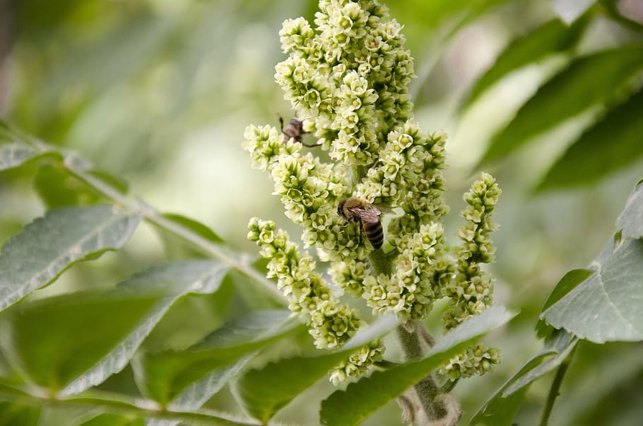 bee, bees, insect, leaf, leaves, sour tree, sour flower, kurdistan HD wallpaper