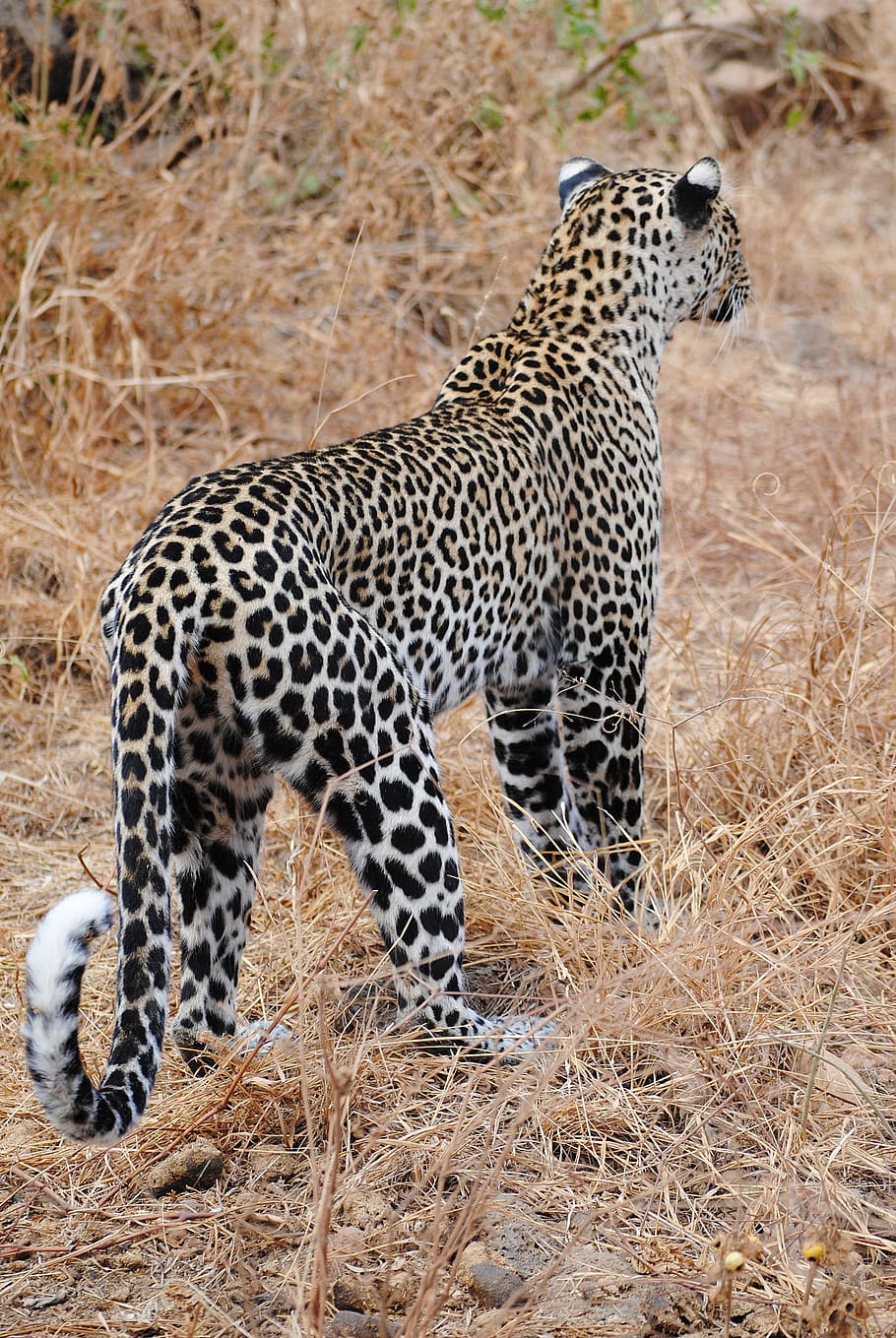 Leopard, Cat, Wildcat, Nature, head drawing, africa, kenya HD wallpaper