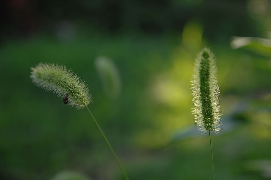 abstract, backlight, tabitha, growth, plant, focus on foreground HD wallpaper