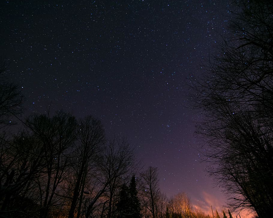 Star shot, silhouette of bare trees during nighttime, sunset HD wallpaper