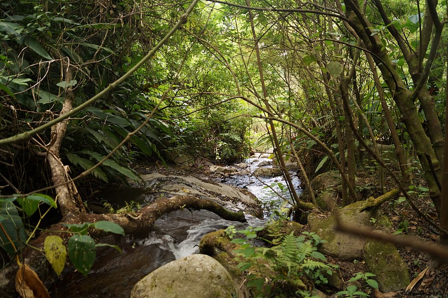 mountain, nature, landscape, forest, tree, plant, tranquility HD wallpaper
