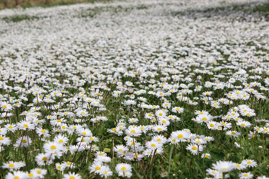 Nature, Flower, Spring, Petals, flowers, flora, color, daisies HD wallpaper