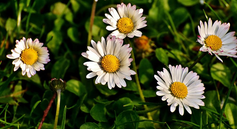 daisy, meadow, spring, flowers, flowering plant, freshness HD wallpaper