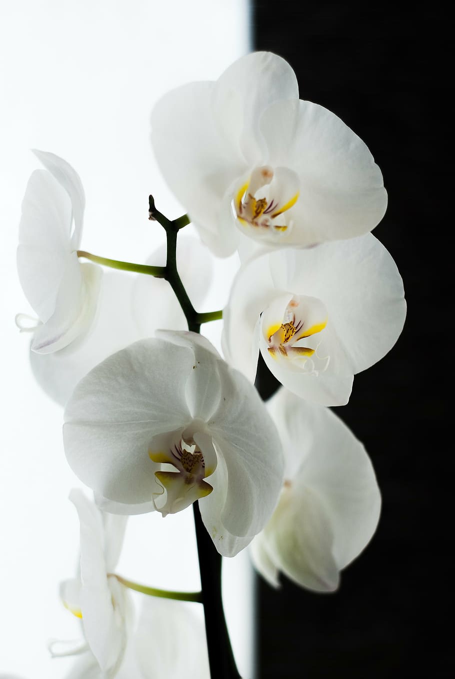 orchid, black, white, flower, nature, plant, petal, flower Head HD wallpaper