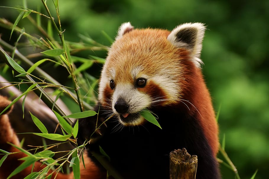 close-up photo of red panda, bear cat, fire fox, ailurus fulgens HD wallpaper