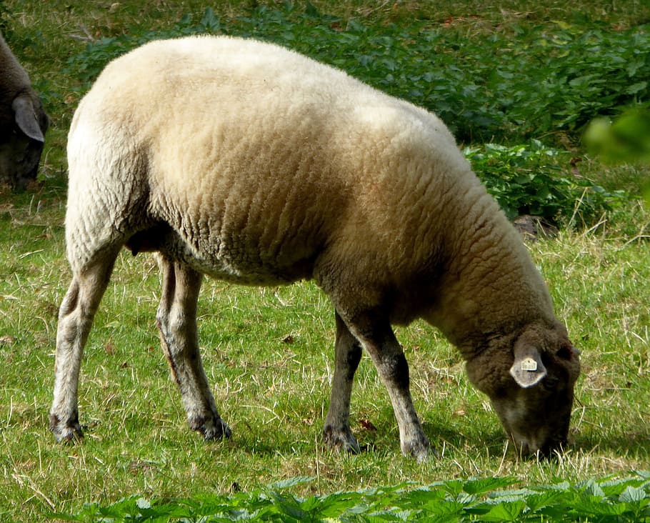 sheep, graze, wool, livestock, agriculture, mammal, animal themes HD wallpaper