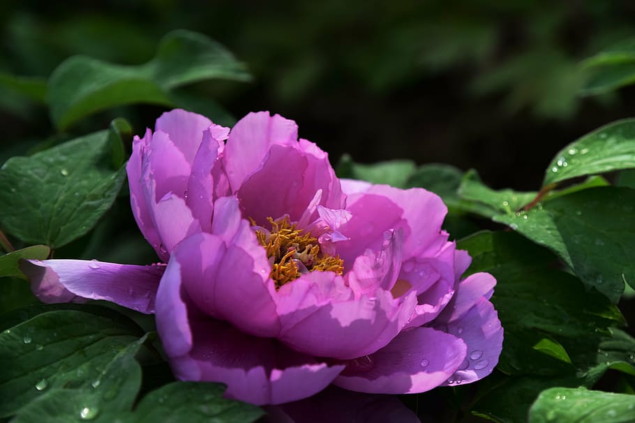 peony, flowers, spring, desktop background, color, flowering plant HD wallpaper