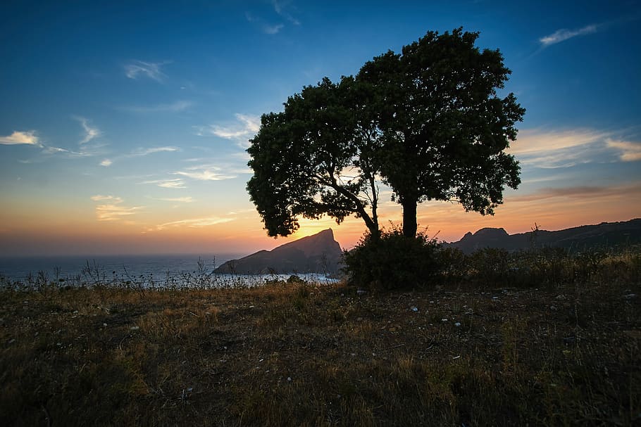silhouette photo of tree near beach shore, green tree near body of water HD wallpaper