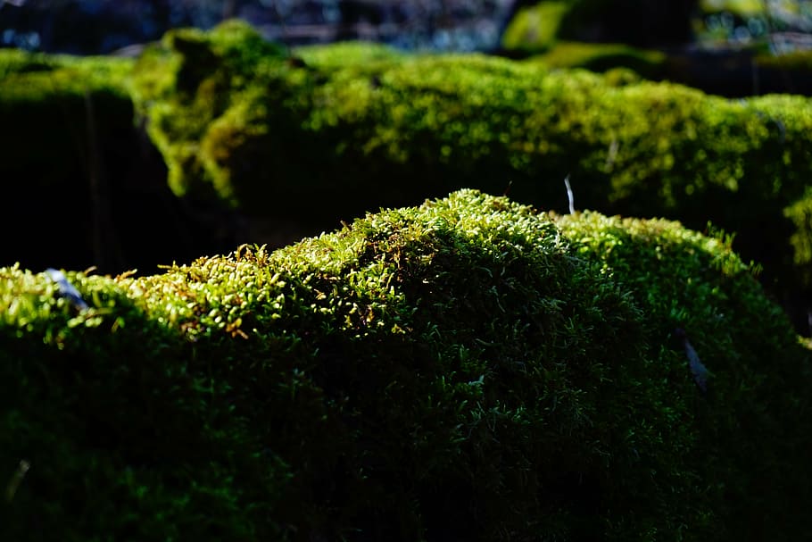 moss, forest, tree trunks, bemoost, green, tree stump, mystical HD wallpaper