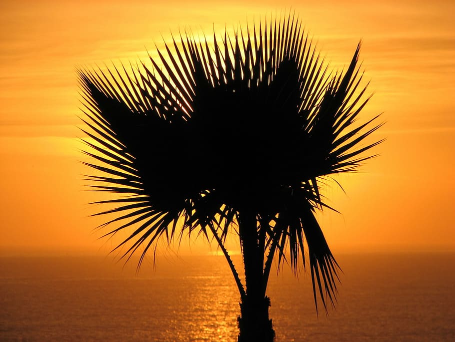 palm tree, sunset palm tree, ocean sunset, sky, sea, horizon HD wallpaper
