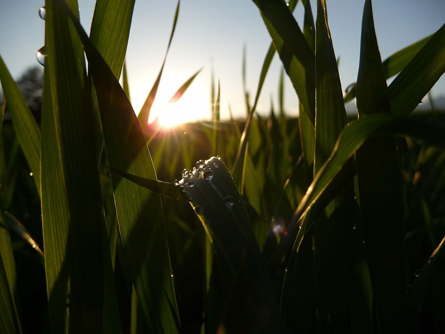 drop, summer, field, sun, fence, nature, drops romantičky HD wallpaper