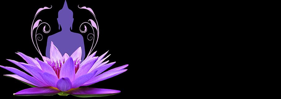 purple lotus flower with Gautama Buddha, water lily, pink, wellness, HD wallpaper