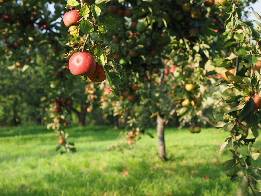 red apple on trees, apple tree, fruit, frisch, healthy, vitamins HD wallpaper