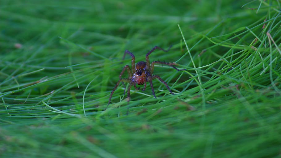 spider, tiny, insect, nature, green, animal themes, animal wildlife HD wallpaper