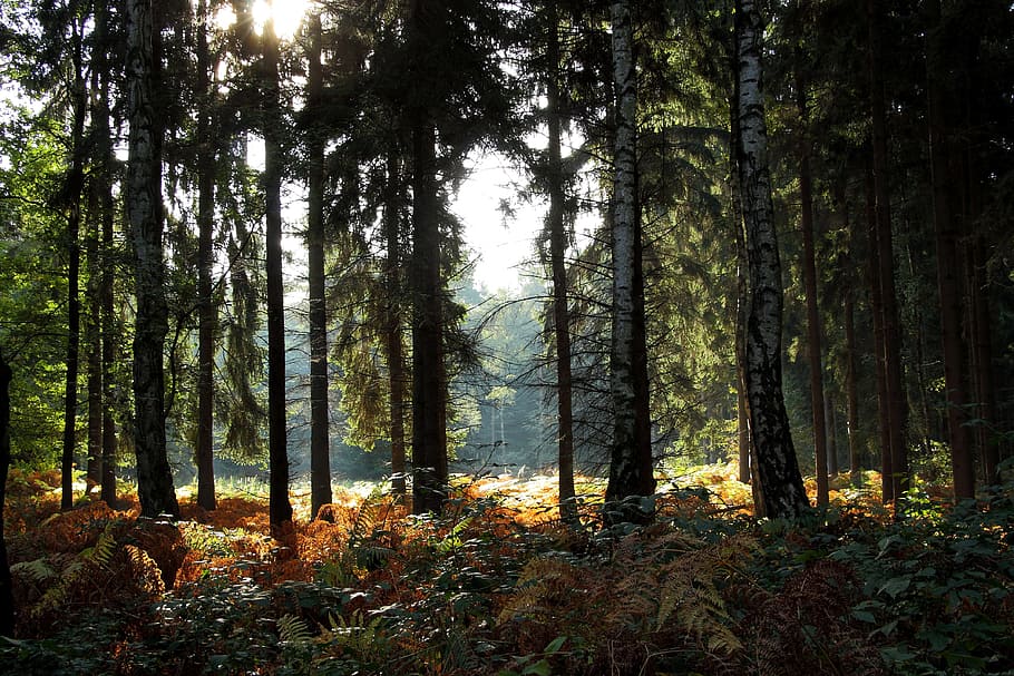 Forest, Glade, Nature, Trees, Autumn, landscape, mystical, mood