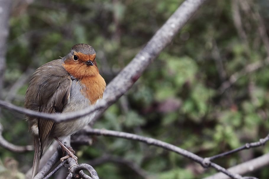 brown and gray bird perch on branch, brown and white bird perching on branch HD wallpaper