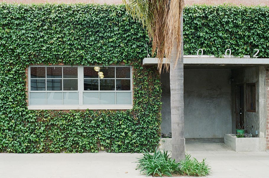 tree in front of window, hedge, wall, house, daytime, palm tree HD wallpaper